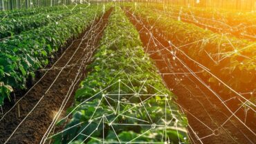 StockCake-Smart Greenhouse Farming_1744072982